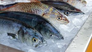 Tips Menyimpan Ikan Tanpa Kulkas Paling Sederhana