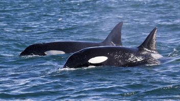 A Herd Of Killer Whales Sinks The Central Yacht Sailing In The Gibraltar Strait