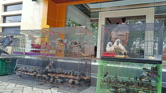 The Smuggling Of Hundreds Of Illegal Animals From Makassar To Surabaya Was Thwarted