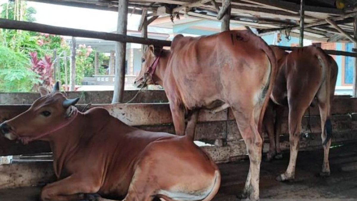 Wabah PMK Bikin Warga Khawatir Konsumsi Daging, Plt Gubernur Jatim: Jangan Takut, Asal...