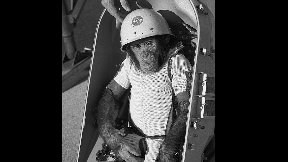 歴史の中の1月31日:チンパンジーは彼の宇宙旅行から地球に戻って生き残る