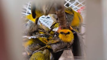 バリ島で7,355羽の違法な鳥を確保するBarantin