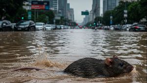 Waspadai Leptospirosis, Penyakit Berbahaya dari Genangan Air saat Musim Hujan
