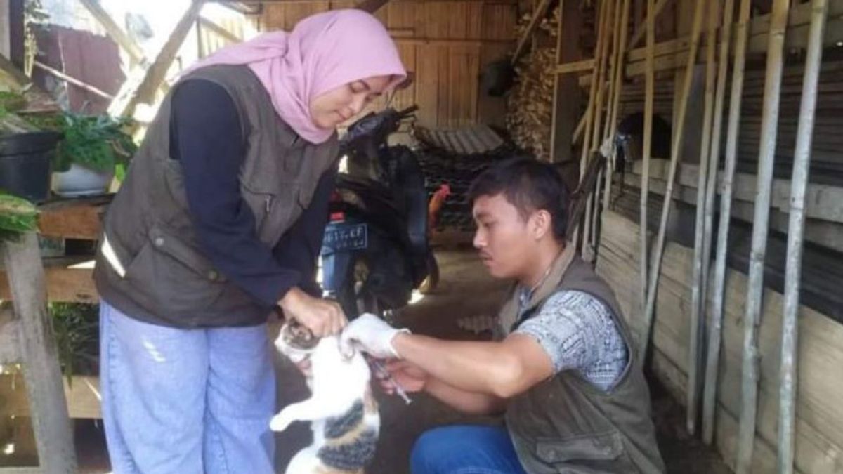 8.750 animaux ayant le potentiel de transmettre la ravias dans le district de Lebong Bengkulu ont été vaccinés