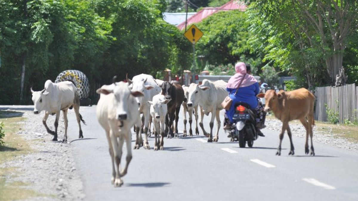 سيتجمع جميع مربي الماشية في مدينة تانجيرانج لمنع مرض الحمى القلاعية في الثروة الحيوانية