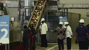 Kunjungi Pabrik Porang, Jokowi: Ini Nilai Besar, Bisa Jadi Pengganti Beras