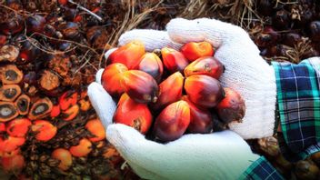 London Sumatra, Palm Oil Company Owned By Conglomerate Anthony Salim Its Profits Soared 267 Percent In The First Quarter Of 2021