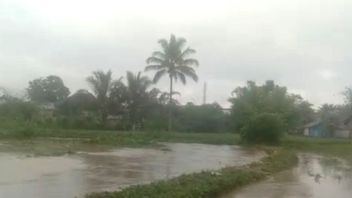 23.5公顷稻田在Rejang Lebong Bengkulu被洪水破坏