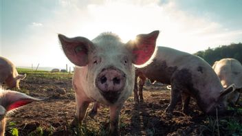 Don't Panic African Swine Fever Virus, Get To Know The Virus And How To Handle It!