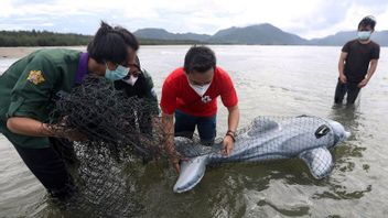 KKP Tegaskan Larangan Eksploitasi Mamalia Laut Lumba-Lumba yang Merupakan Hewan Dilindungi