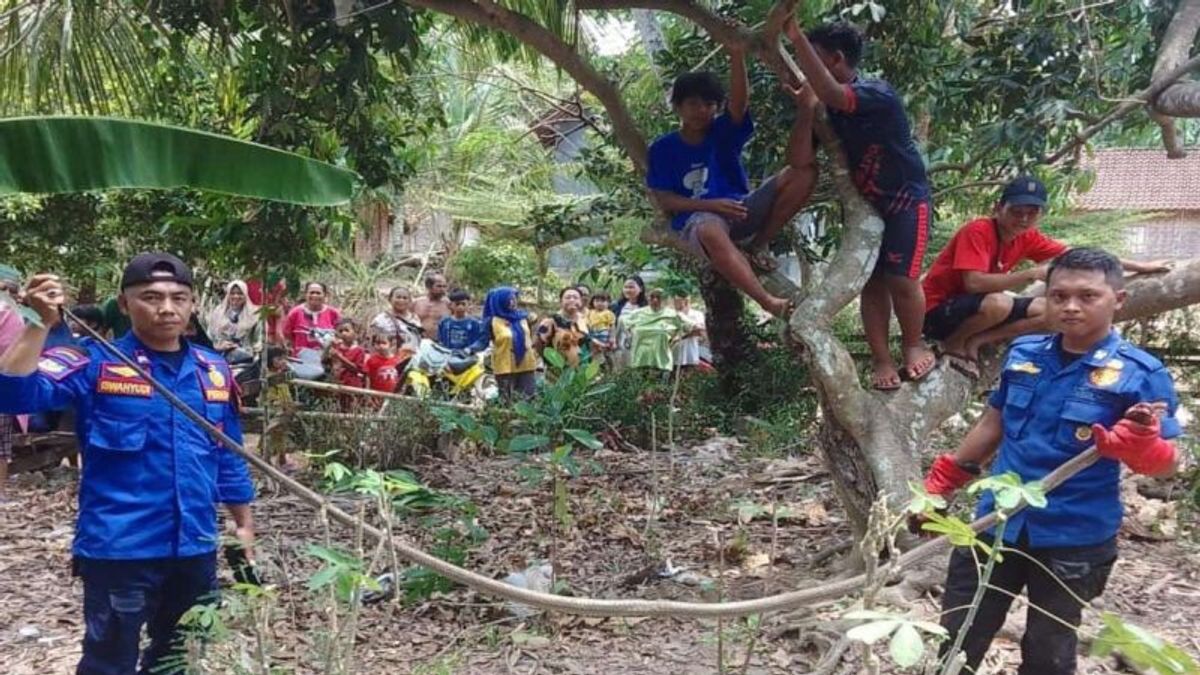 Damkarmat Lamsel Butuh 2 Jam Evakuasi King Cobra 3,5 Meter Masuk Permukiman