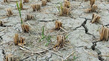 Musim Kemarau Segera Datang, BNPB Imbau Masyarakat Waspadai Kekeringan dan Karhutla