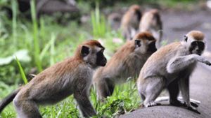 Petani di Lebak Banten Terpaksa Percepat Panen Imbas Serangan Monyet 