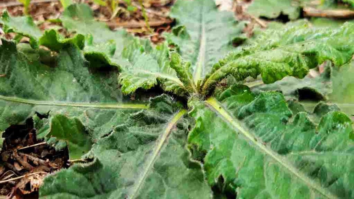 Khasiat Daun Tapak Liman untuk Pria, Viagra Tanpa Efek Samping?
