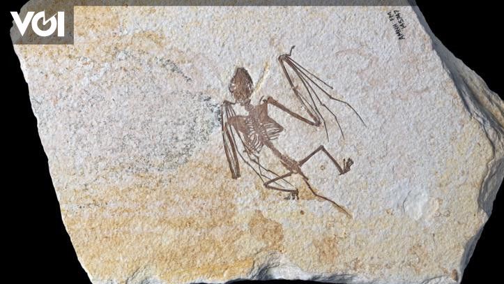 “Oldest Bat Fossils Found in Wyoming Lake, Revealing New Species and Evolutionary Insights – CNN”