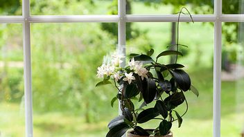 Make Your Home Smell More By Placing These Ornamental Plants Indoors