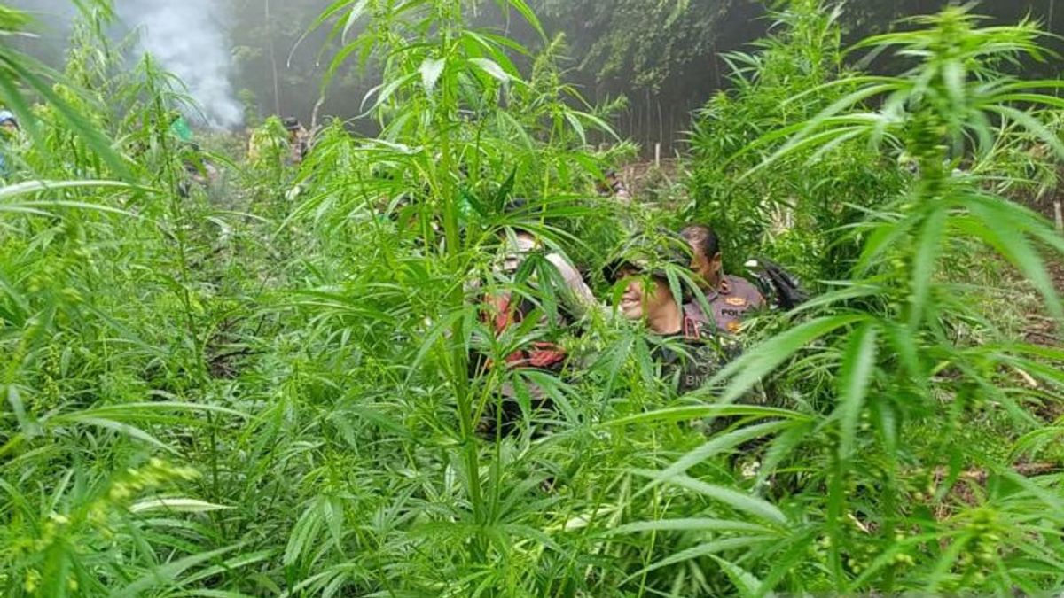 BNN在亚齐发现了数百个大麻种植易发点