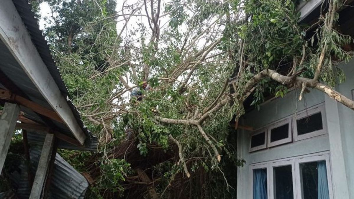 Angin Kencang Melanda, Pohon Tumbang Timpa RSUD Flores Timur