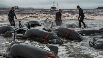 法罗群岛居民同意限制被猎杀的海豚数量，非政府组织表示不包括作为主要目标的领航鲸
