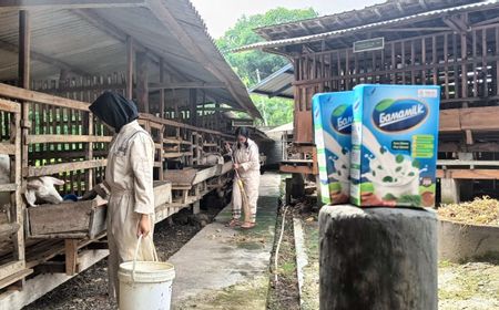 GAMAMILK Gerakkan Sendi Ekonomi Peternak Kambing Perah di Gemolong