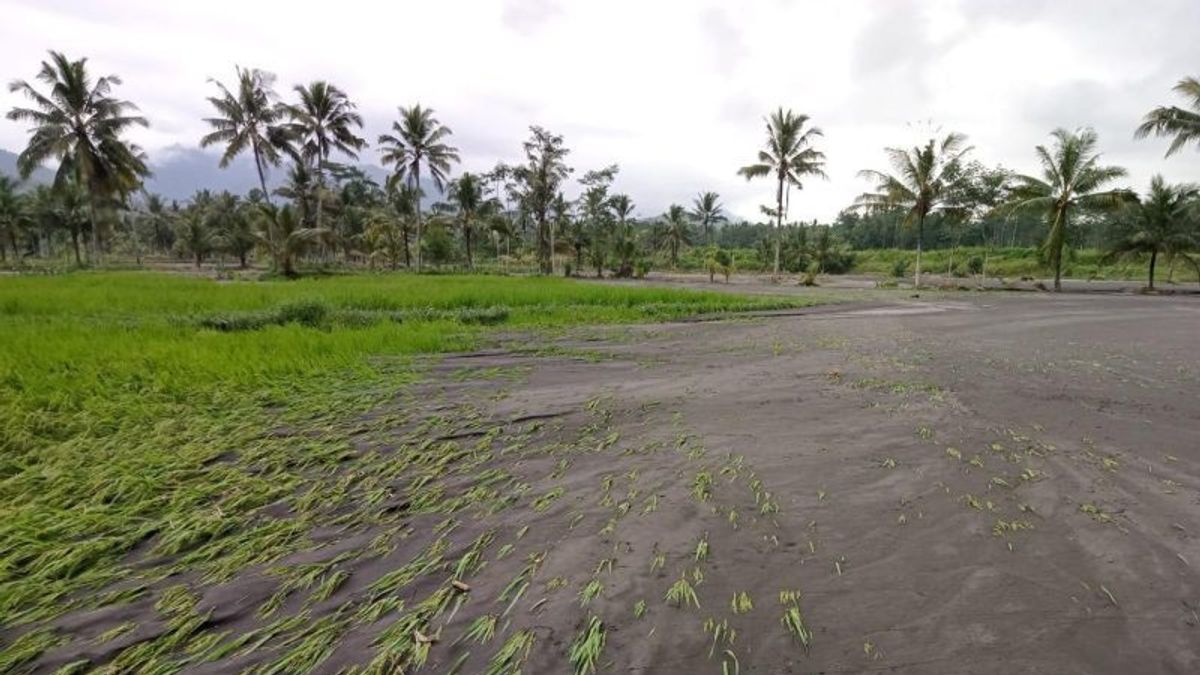 بعد فيضان لوماجانغ جاوة الشرقية ، فإن التعامل مع البنية التحتية الزراعية هو أولوية الحكومة المحلية