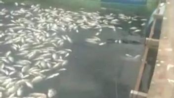 马宁贾乌湖苏姆巴尔湖的一吨鱼死亡