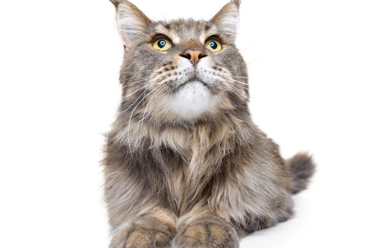 長髪の猫の世話をするための7つのヒント、だから彼らは脱落したりカビが生えたりしないように