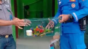 Demi Oleh-oleh, Satwa Dilindungi Hampir Diselundupkan dari Maluku