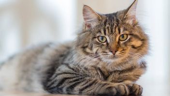 لماذا ترفض القطط تناول الطعام؟ هذا هو التفسير