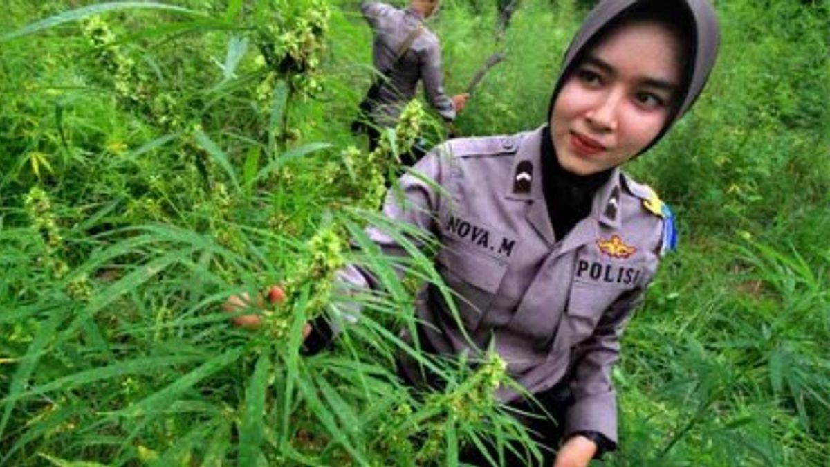 Polisi Musnahkan 1,5 Hektare Ladang Ganja di Pedalaman Pidie