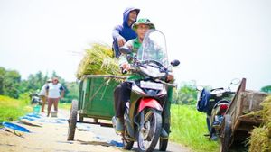 农业部:印尼的粮食安全比菲律宾更清醒