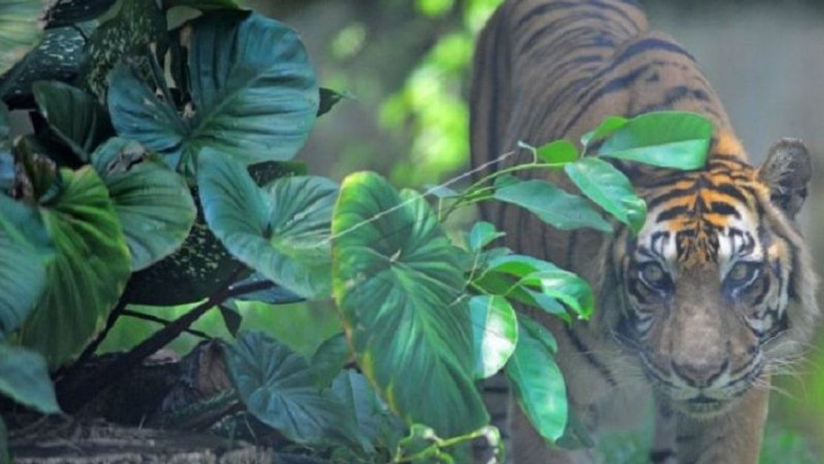 Teror Harimau di Merangin Jambi Terkam Pemuda Saat Cari Sinyal di Hutan, Polisi dan BKSDA Pasang Perangkap