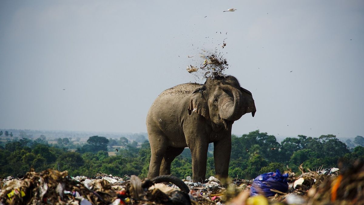 在垃圾箱里吃垃圾，斯里兰卡有20头大象死亡