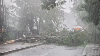 2棵树5米高在Cilandak被连根拔起，疏散了Damkar团队