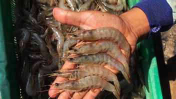Increase Compliance With Business Licensing, KKP Opens Shrimp Cultivation Consultation Outlet In Serang
