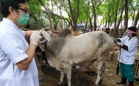 Iduladha, Bantul Terjunkan 150 Petugas Pemantau Pemotongan Hewan Kurban