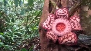 Terancam Punah! Alasan Harus Mengenal Rafflesia Hasseltii Sebelum Hilang Selamanya