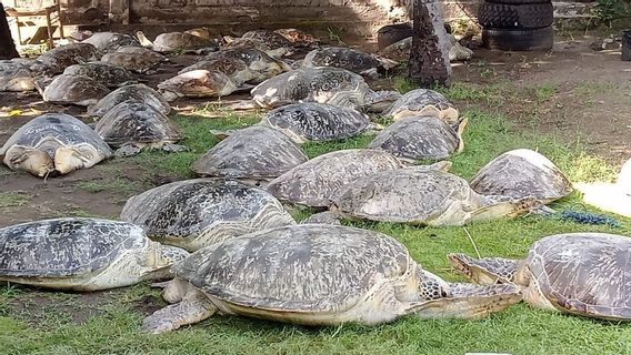 When The Turtle Concursion Collisions With The Tourism And Religi Ritual Industry In Bali