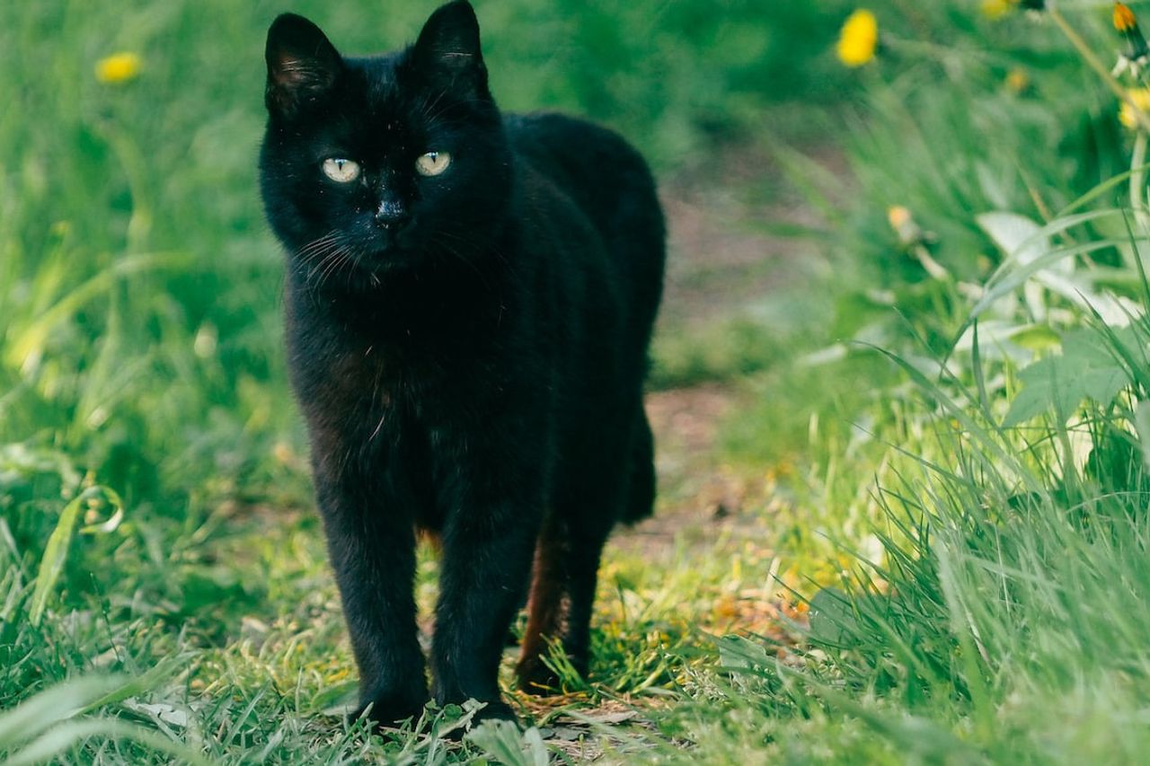 Is It True That Black Cat Brings Siad? Be Careful Myth! Come On, Get To  Know Your Properties And Facts