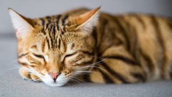 5 Penyebab dan Cara Mengobati Kucing Batuk seperti Tersedak