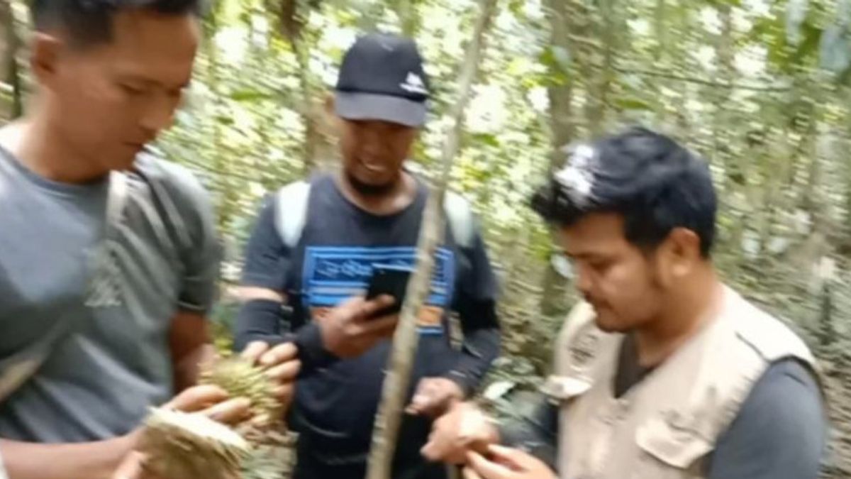 在西苏门答腊的阿甘森林地区发现的稀有榴莲