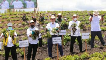 Luhut Panen Raya Pommes De Terre Dans Le Nord De Sumatra: Selon Le Ministre De L’Agriculture Syahrul Les Résultats Sont Au-dessus De La Moyenne Nationale