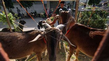 Don't Worry! Department Of Agriculture Guarantee 2,000 Kurban Animals In Aceh Besar Kantongi Free Healthy Surat PMK
