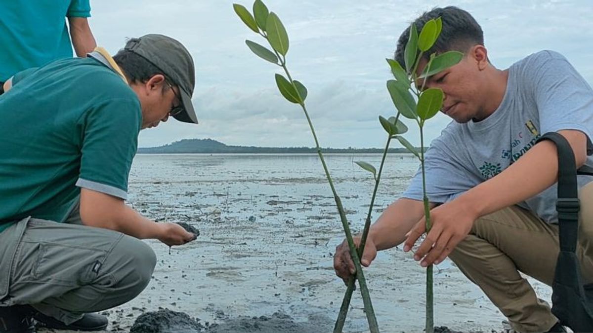 Pemkab Bangka Tengah dan Unmuh Babel Tanam 1.000 Bibit Mangrove di Sepanjang Pantai batu Beriga 
