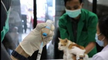 Preventing Death Cases Due To Rabies, West Java Provincial Government Stimulates 5 Steps