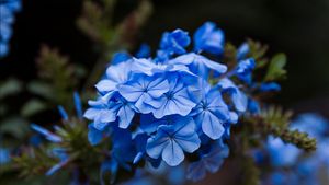 Rahasia Keindahan Bunga Biru, dari Makna Mendalam hingga Tips Perawatannya