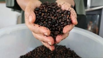 Indonesian Coffee Diplomacy Expected To Build RI-Qatar Atmosphere At Doha Expo 2023
