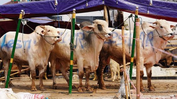 Niat Puasa Sebelum Iduladha, Ada 3 Jenis Sebelum Sholat Ied