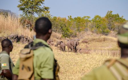 Zimbabwe akan Sembelih 200 Ekor Gajah untuk Beri Makan Warga yang Kelaparan Akibat Kekeringan