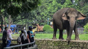 Buka Operasional Keliling Kandang Hewan Malam Hari, Ragunan Lakukan Simulasi 